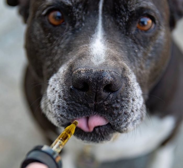 Le CBD et les animaux