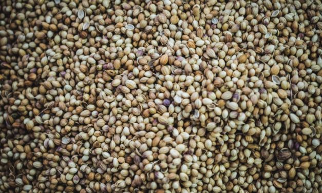 Graines de cannabis : législation